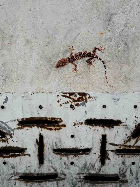 Diaporama La jungle animale et urbaine - Le gecko, rue de Normandie. | Photo Sophie photographe