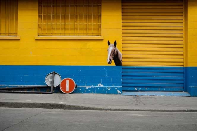Diaporama La jungle animale et urbaine - Le cheval, rue Crussol. | Photo Sophie photographe