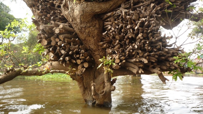 Diaporama Les maisons plantées dans l'eau  - [Cambodge] La réserve de bois | Amélie Roux