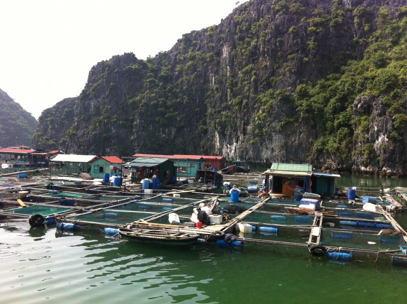 Diaporama Baie d’Ha Long et villages flottants - ...entourées de leurs filets de pêche. l Amélie Roux