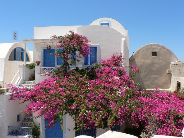 Maison fleurie sur l'île de Santorin. l FlickR - CC - Fathzer