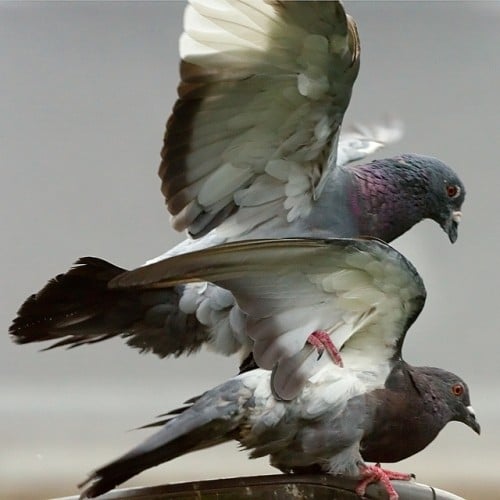 Les pigeons, ces mal-aimés des urbains. l FlickR - CC - Frédéric Bisson