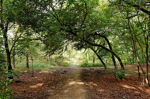 Dans la forêt de Fontainebleau. FlickR_CC_Alexandre Dolique