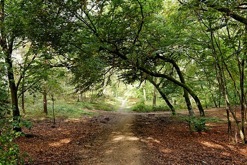 Dans la forêt de Fontainebleau. FlickR_CC_Alexandre Dolique