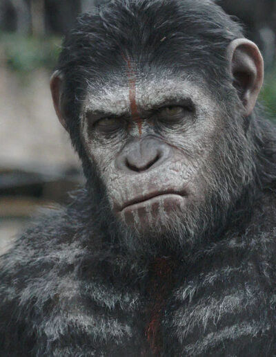 "La Planète des singes : l’affrontement", un blockbuster au poil
