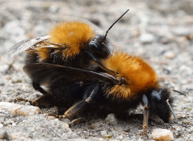 Sexe abeilles
