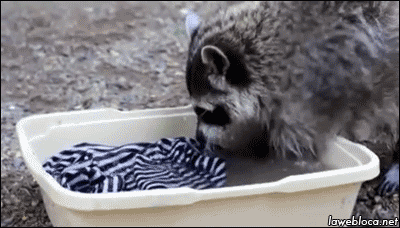 racoon wash
