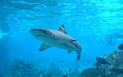 Les internets sont menacés par les requins