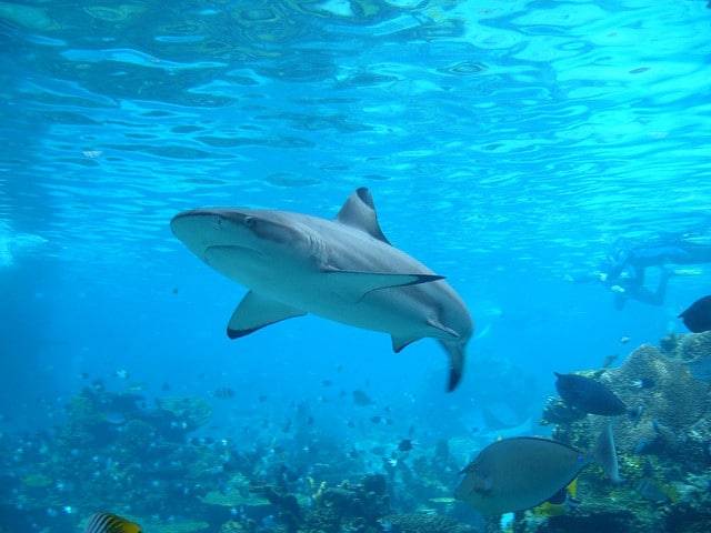 Les internets sont menacés par les requins