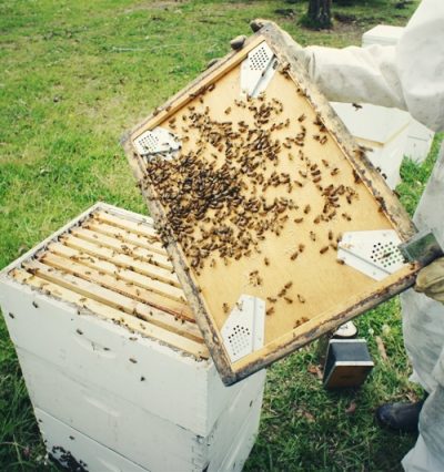 Will you be my sweet honey bee ?