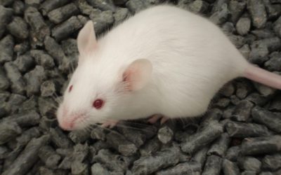 Des souris cocaïnomanes oublient leur addiction