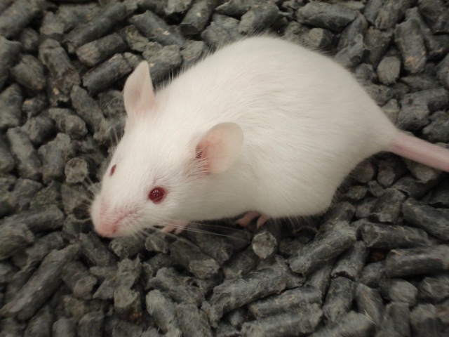Des souris cocaïnomanes oublient leur addiction