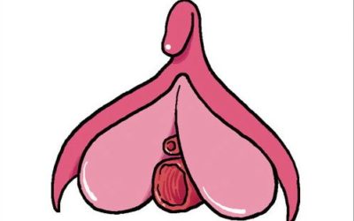 Ceci est un clitoris