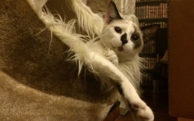 Ça ronronne au Café des chats