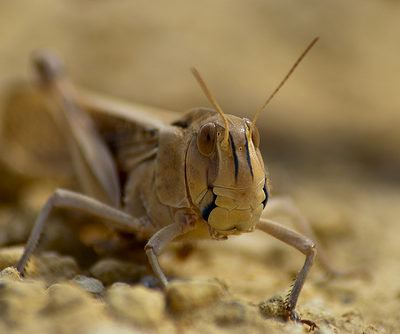 Les sauterelles et Guillaume à table !