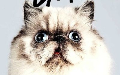 Des chats et des hommes