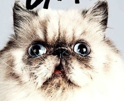 Des chats et des hommes