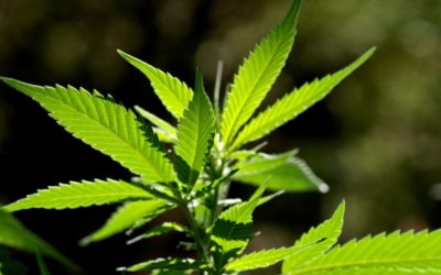 Le quiz planant du cannabis