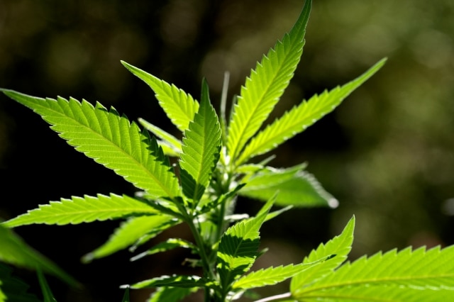 Le quiz planant du cannabis