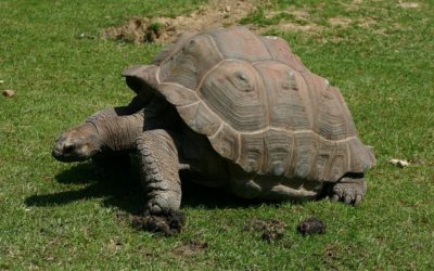 S’accoupler sur du Clayderman : les tortues disent non