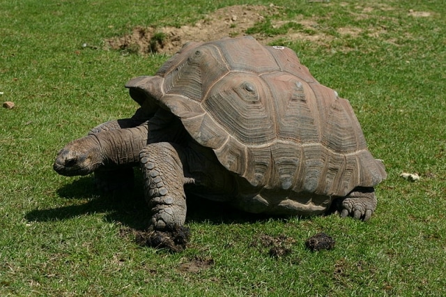 S’accoupler sur du Clayderman : les tortues disent non