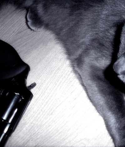 Une tueuse de chats en série arrêtée au Brésil