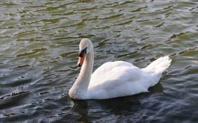 Chicago : attention, cygne tueur