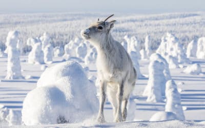 "Aïlo : une odyssée en Laponie", l'école du faon