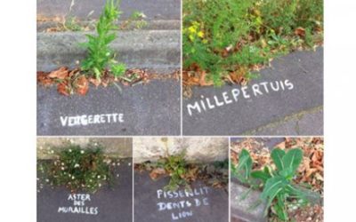 A Nantes, le street art pour identifier les herbes sauvages