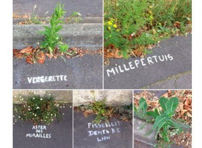 A Nantes, le street art pour identifier les herbes sauvages