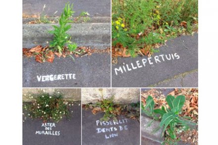 A Nantes, le street art pour identifier les herbes sauvages