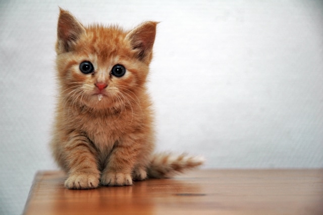 Les bars à chats débarquent en France