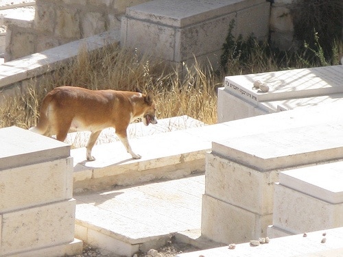 Le fichage de chiens, nouvel outil contre les crottes