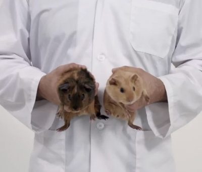 Les cuys, ces petits animaux qui aident à protéger les couilles