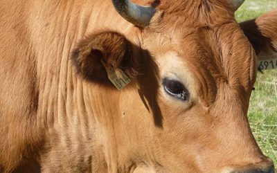 Suisse : Achetez une vache en leasing