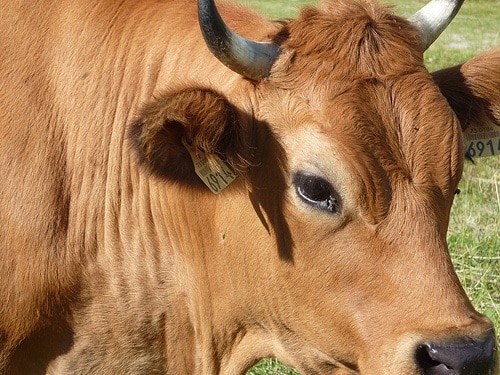 Suisse : Achetez une vache en leasing