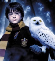 Harry Potter, responsable des abandons de chouettes