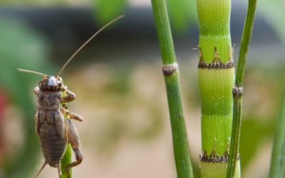 Sauve la planète, mange des insectes