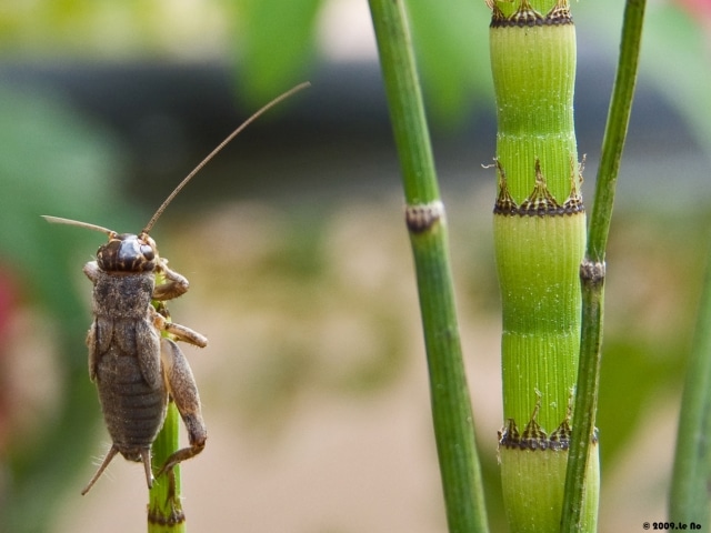 Sauve la planète, mange des insectes