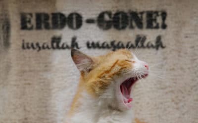 "Kedi, des chats et des hommes", la ville où chat va