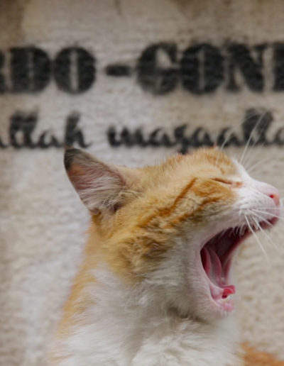 "Kedi, des chats et des hommes", la ville où chat va