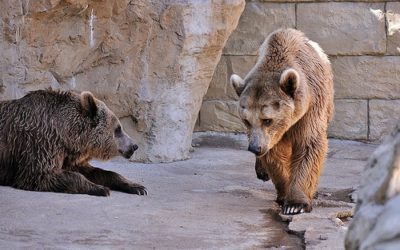 Europe : on maltraite les animaux dans les zoos
