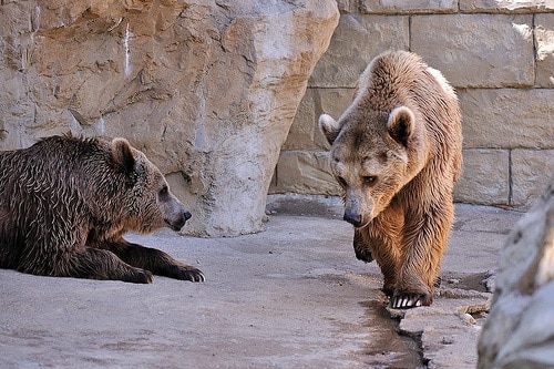 Europe : on maltraite les animaux dans les zoos