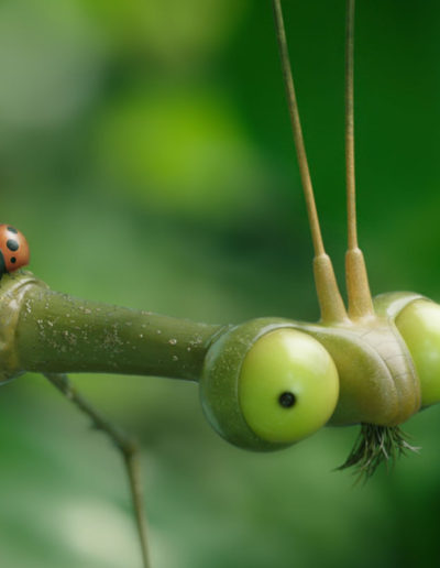 "Minuscule 2 : Les Mandibules du Bout du Monde", une suite sans bug