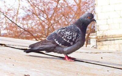 En Chine, les pigeons sont priés de ne pas voyager