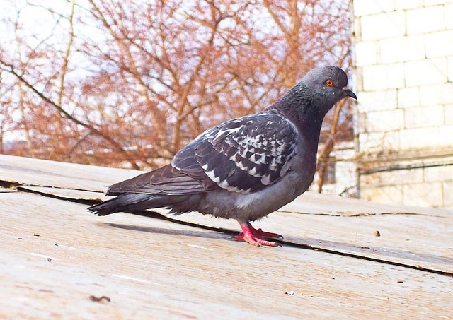 En Chine, les pigeons sont priés de ne pas voyager