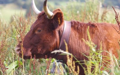 Jeux Olympiques : une médaille d’or rapporte une vache