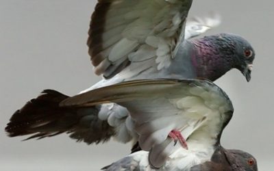 En Autriche, les pigeons prennent la pilule