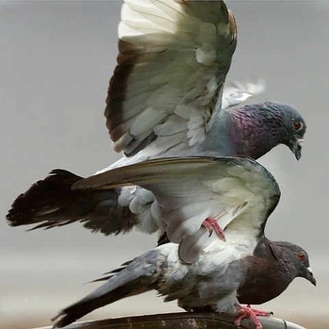 En Autriche, les pigeons prennent la pilule