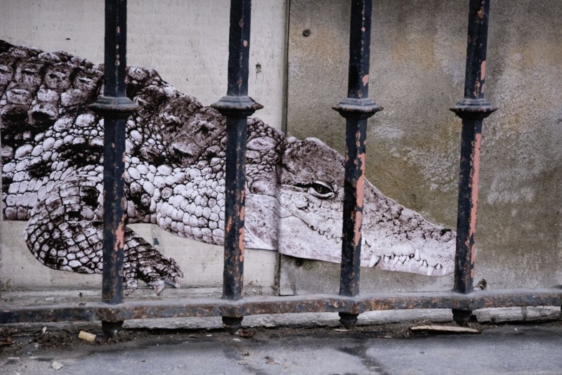 Diaporama La jungle animale et urbaine - Le crocodile, rue de Trudaine. | Photo Sophie photographe